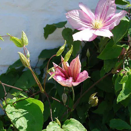 Polderlicht Bed & Breakfast