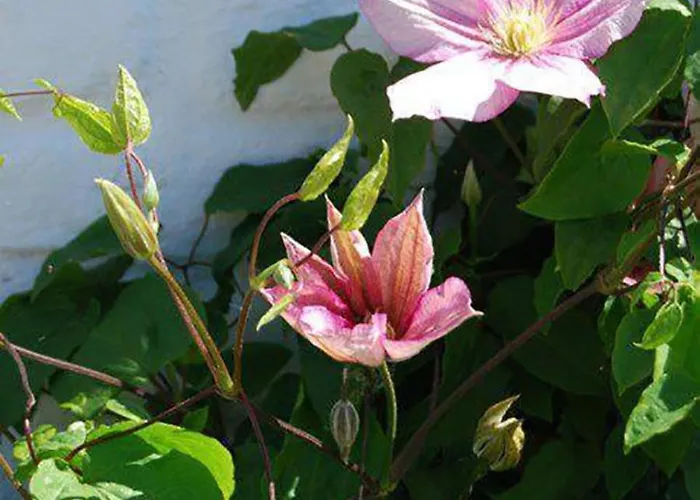 Polderlicht Bed and Breakfast