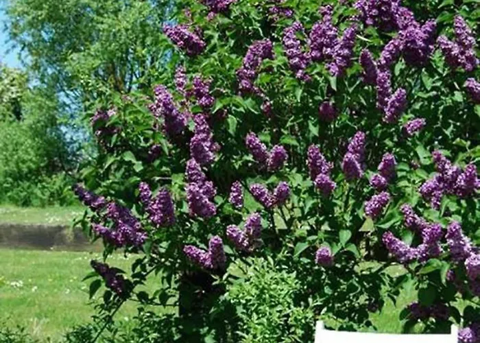 Bed and Breakfast Polderlicht