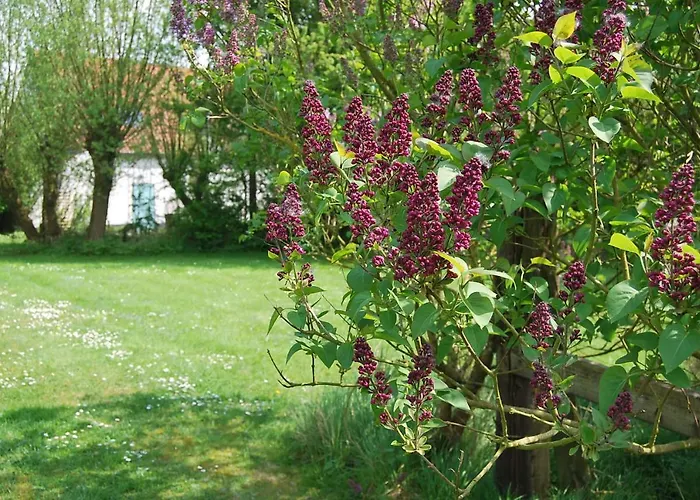 Polderlicht 4* Blankenberge